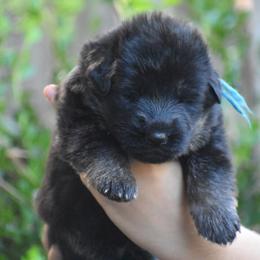 Blue collar Male - Black and red male German Shepherd puppy in Marianna, Florida from Haus M Godwin