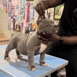 American Bully Puppies from Manuia Kennels