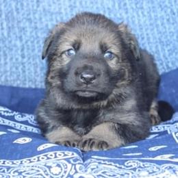 Boy 4 - Sable male German Shepherd puppy in Republic, Washington from Von Zobel Haus Kennels