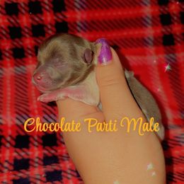 Boy 1 - Chocolate parti male Pomeranian puppy in Albany, Oregon from Purrs N Poms