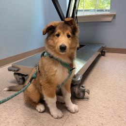 Emerald - Sable and white male Collie puppy in Carencro, Louisiana from Cajun Bayou's Collies LLC