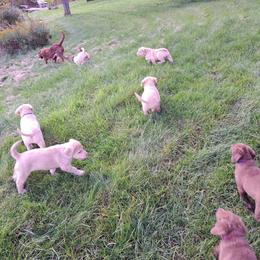 Chesapeake Bay Retriever Puppies from GemiLamb Gun Dogs