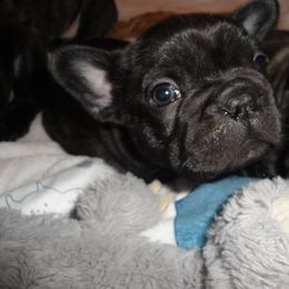 French Bulldog Puppies from Teri's French Bulldogs of West Texas
