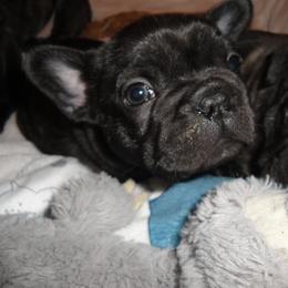 French Bulldog Puppies from Teri's French Bulldogs of West Texas