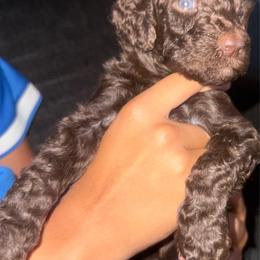 Girl 1 - Brown female Poodle puppy in Rialto, California from Boston & Sky