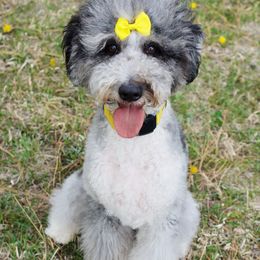 Zoey - Aussiedoodle