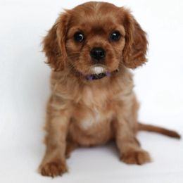 Ellie - Ruby Cavalier King Charles Spaniel puppy in Flagstaff, Arizona from Cadelia Cavalier King Charles Spaniels
