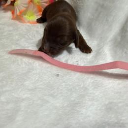 Pink colllar - Chocolate female Dachshund puppy in Pleasant Plains, Arkansas from JGBs Silver Spur Dachshunds
