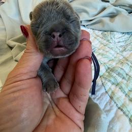 Purple collar - Liver female French Bulldog puppy in North Port, Florida from Shoreline Bulldogs