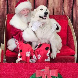 Sadie - Great Pyrenees