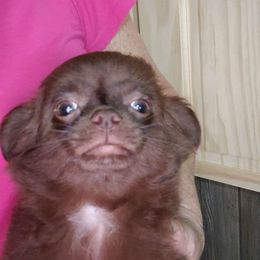 Cocoa - Chocolate and white Chihuahua puppy in Nc, Florida from Brusseluv2
