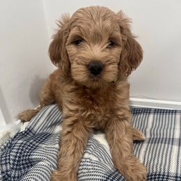 Female 4 (Green Collar) - Apricot female Goldendoodle puppy in West Warwick, Rhode Island from Lil Rhody’s Goldendoodles