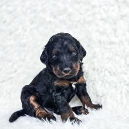 Atticus - Phantom male Bernedoodle puppy in Gaylord, Michigan from Dog Mom Co. Doodles