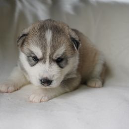 Beckham - Sable and white Siberian Husky puppy in Wiscasset, Maine from Running with Huskies