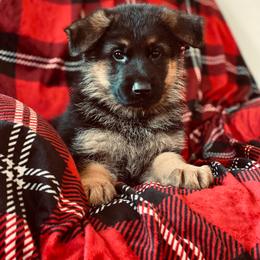 German Shepherd Puppies from S&S German Shepherds