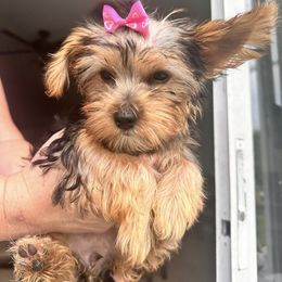 Girl 2 - female Yorkshire Terrier puppy in Riverview, Florida from Luna's Treasures