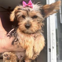 Girl 2 - female Yorkshire Terrier puppy in Riverview, Florida from Luna's Treasures