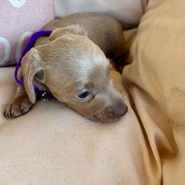 Nova - Fawn (Isabella) female Dachshund puppy in Senoia, Georgia from Honey Creek Doxies