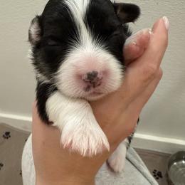 Black - Black and tan female Pembroke Welsh Corgi puppy in Eltopia, Washington from PNW Pup Co.