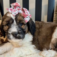 Saint Berdoodles from Darling Farm Doodles