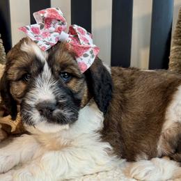Saint Berdoodles from Darling Farm Doodles