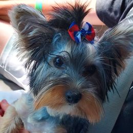 Duchess - Yorkshire Terrier