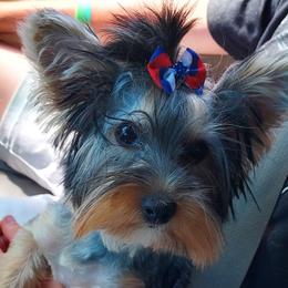 Duchess - Yorkshire Terrier