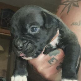 Boxers from Meredith Boxers