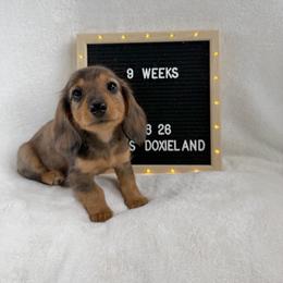 Tej - Dapple male Dachshund puppy in Dickinson, Texas from Beth’s Doxieland