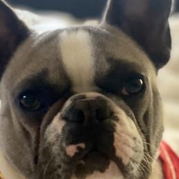 American Bullies and French Bulldogs from Boujie Bullies & Frenchie’s