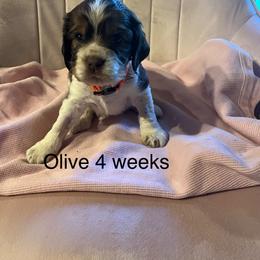 Olive - Liver white and tan female English Springer Spaniel puppy in Nine Mile Falls, Washington from Sue's Springers