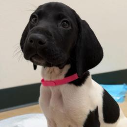 Cloudy - Black and white female German Shorthaired Pointer puppy in San Antonio, Texas from Alvarado Farm Kennels, LLC
