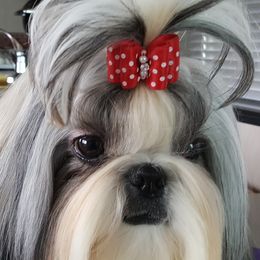 Denim - Shih Tzu