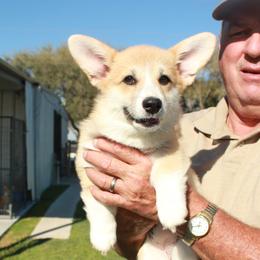 Red Collar Female - Sable female Pembroke Welsh Corgi puppy in Victoria, Texas from Clear Creek Corgis