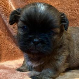 Sammy - Liver male Shih Tzu puppy in Easley, South Carolina from Full of Shih Tzus