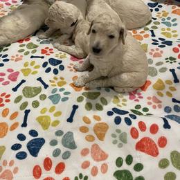 Poodle Puppies from Savicah Poodles