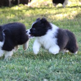 Border Collie Puppies from Kagee Border Collies