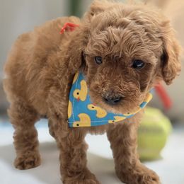 Teddy - Red male Maltipoo puppy in San Diego, California from Maltipoos SD