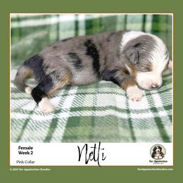 NETTIE (Pink Collar) - Blue merle female Aussiedoodle puppy in Branchland, West Virginia from Our Appalachian Doodles