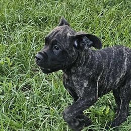 mr gray collar - Black brindle Cane Corso puppy in Florida from LunaLinks Cane Corsos