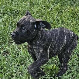 mr gray collar - Black brindle Cane Corso puppy in Florida from LunaLinks Cane Corsos