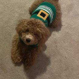 Maltipoo All Grown Up from Eleven:11 Kennels