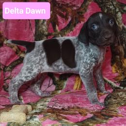 Delta Dawn - Liver roan female German Shorthaired Pointer puppy in Elberta, Alabama from Old Orchard Farm