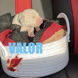 Valor - White and black male Dalmatian puppy in Des Moines, Iowa from Spot Splattered Dalmatians