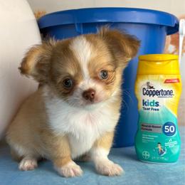 Colby - Chocolate sabled fawn male Chihuahua puppy in Gloucester, Virginia from Charlotte's Web of Chihuahuas