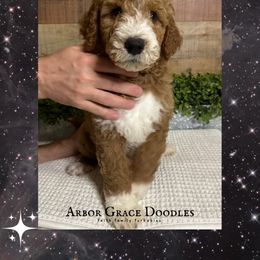Finn - Red  male Goldendoodle puppy in North Conway, New Hampshire from Arbor Grace Doodles