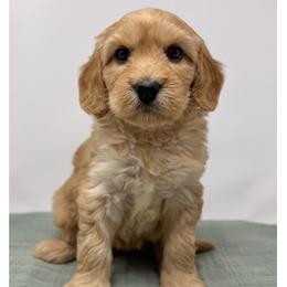 Marla - Apricot female Australian Labradoodle puppy in Sacramento, California from Little Farmstead Labradoodles