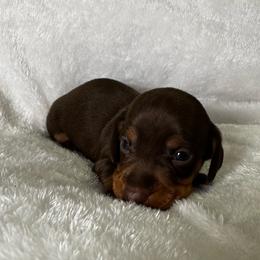 Dax - Chocolate and tan male Dachshund puppy in Glen Saint Mary, Florida from 🍯 Honey Pot Dachshunds 🐾