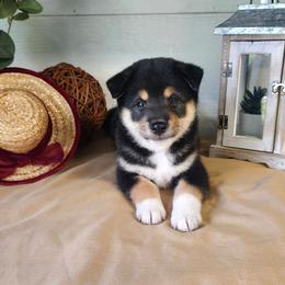 Zeke - Black and tan male Shiba Inu puppy in Illinois from Precious-Puppies