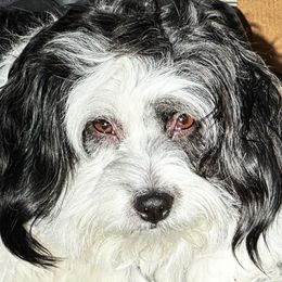 Panda - Aussiedoodle